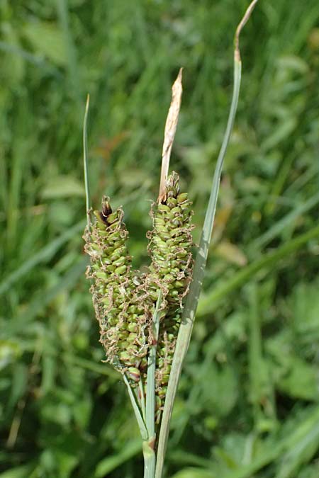 Carex acutiformis \ Sumpf-Segge / Lesser Pond Sedge, D Neuleiningen 14.5.2026