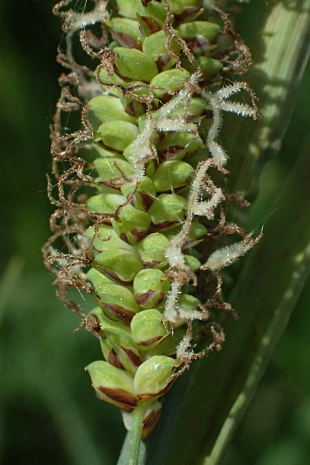 Carex acutiformis \ Sumpf-Segge / Lesser Pond Sedge, D Neuleiningen 14.5.2026