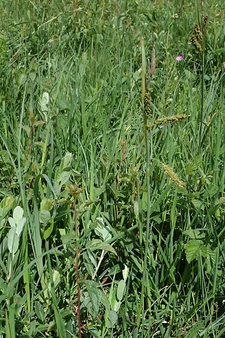 Carex acutiformis \ Sumpf-Segge / Lesser Pond Sedge, D Neuleiningen 14.5.2026