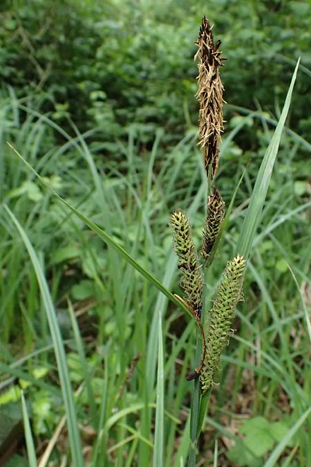 Carex acuta \ Schlank-Segge, Spitz-Segge / Acute Sedge, Slender Tufted Sedge, D Neuleiningen 14.5.2026