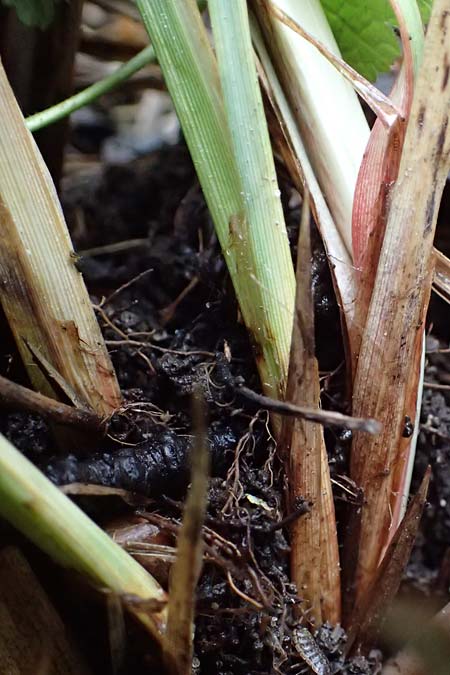 Carex acuta \ Schlank-Segge, Spitz-Segge / Acute Sedge, Slender Tufted Sedge, D Neuleiningen 14.5.2026