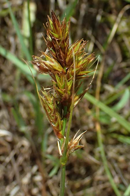 Carex arenaria \ Sand-Segge / Sand Sedge, D Viernheim 5.6.2026