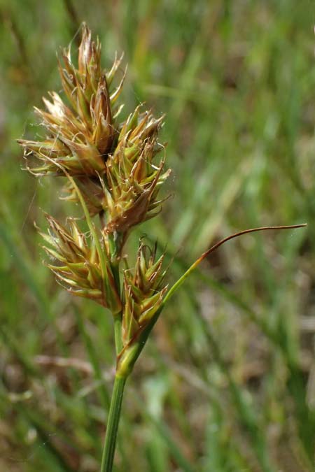 Carex arenaria \ Sand-Segge / Sand Sedge, D Viernheim 5.6.2026