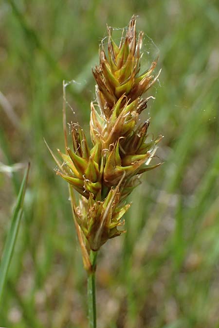 Carex arenaria \ Sand-Segge / Sand Sedge, D Viernheim 5.6.2026