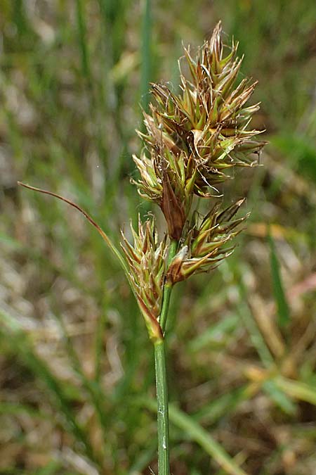 Carex arenaria \ Sand-Segge / Sand Sedge, D Viernheim 5.6.2026