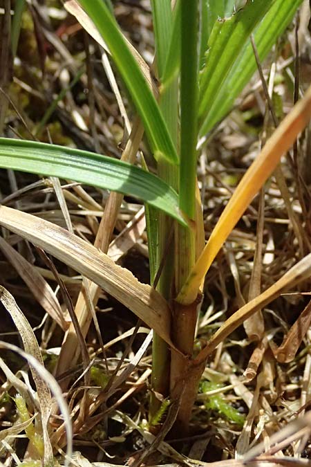 Carex arenaria \ Sand-Segge / Sand Sedge, D Viernheim 5.6.2026