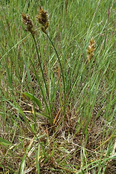 Carex arenaria \ Sand-Segge / Sand Sedge, D Viernheim 5.6.2026