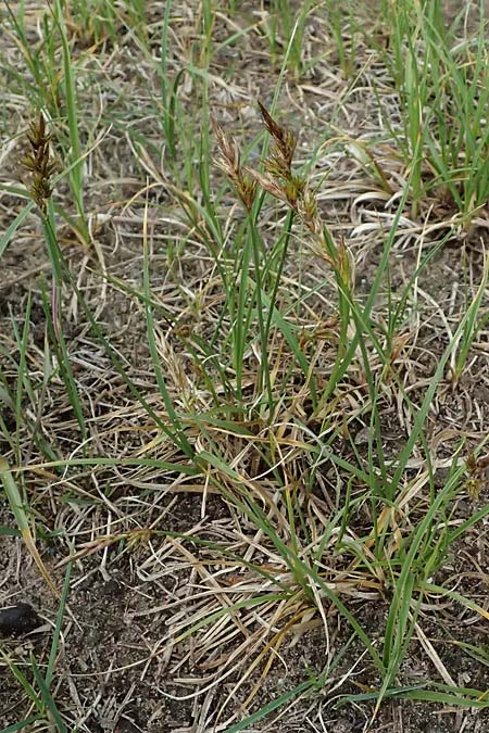 Carex arenaria \ Sand-Segge / Sand Sedge, D Viernheim 5.6.2026