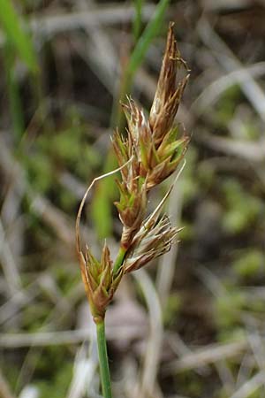 Carex arenaria \ Sand-Segge / Sand Sedge, D Viernheim 5.6.2026