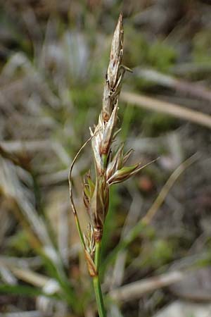 Carex arenaria \ Sand-Segge / Sand Sedge, D Viernheim 5.6.2026