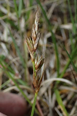 Carex arenaria \ Sand-Segge / Sand Sedge, D Viernheim 5.6.2026