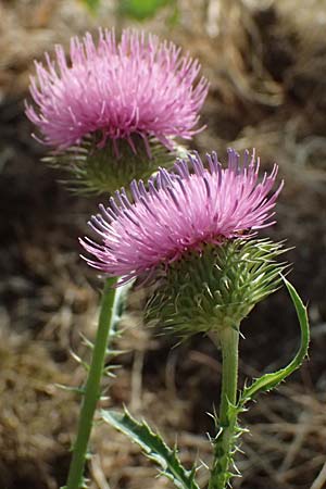 Carduus acanthoides \ Weg-Distel / Welted Thistle, D Ludwigshafen 18.7.2026