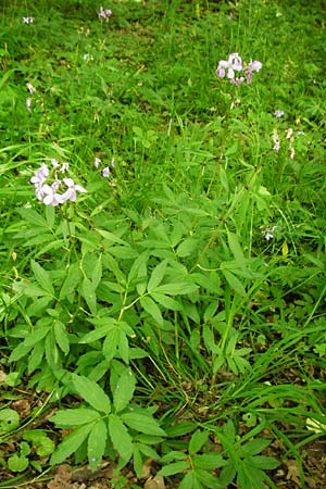 Cardamine bulbifera \ Knllchen-Zahnwurz, Zwiebel-Zahnwurz / Coral-Root Bitter-Cress, D Hanau 2.5.2015