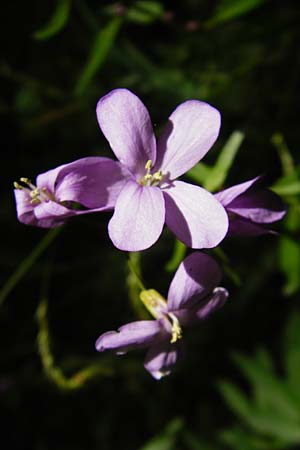 Cardamine bulbifera \ Knllchen-Zahnwurz, Zwiebel-Zahnwurz / Coral-Root Bitter-Cress, D Hanau 2.5.2015