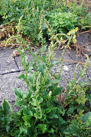 Blitum bonus-henricus \ Guter Heinrich / Good King Henry, D Schwenningen (Schwäb. Alb) 25.7.2015