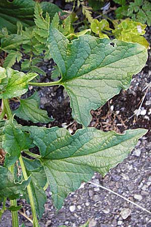 Blitum bonus-henricus \ Guter Heinrich / Good King Henry, D Schwenningen (Schwäb. Alb) 25.7.2015