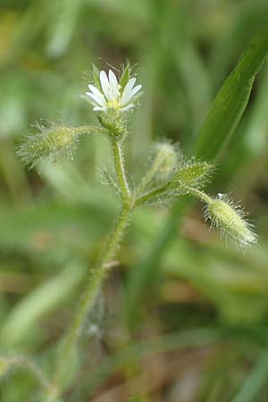 Cerastium brachypetalum subsp. brachypetalum \ Brtiges Hornkraut / Grey Mouse-Ear, D Oberlaudenbach 28.4.2018
