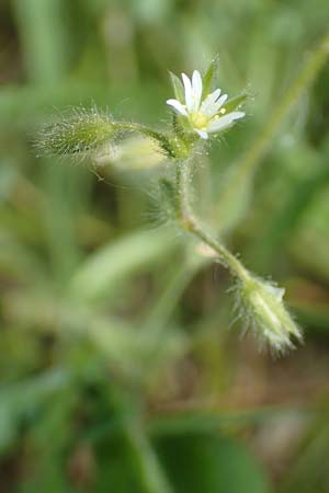 Cerastium brachypetalum subsp. brachypetalum \ Brtiges Hornkraut / Grey Mouse-Ear, D Oberlaudenbach 28.4.2018