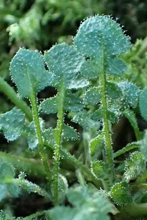 Arabidopsis arenosa \ Sand- / Sand Rock-Cress, D Beuron 27.6.2018