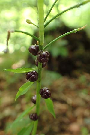 Cardamine bulbifera \ Knllchen-Zahnwurz, Zwiebel-Zahnwurz / Coral-Root Bitter-Cress, D Seeheim an der Bergstraße 12.5.2020