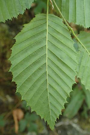 Carpinus betulus \ Hain-Buche, Wei-Buche / Hornbeam, D Dillenburg-Donsbach 21.6.2020
