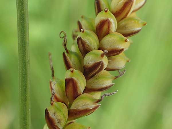 Carex panicea \ Hirse-Segge / Carnation Sedge, D Hunsrück, Börfink 18.7.2020