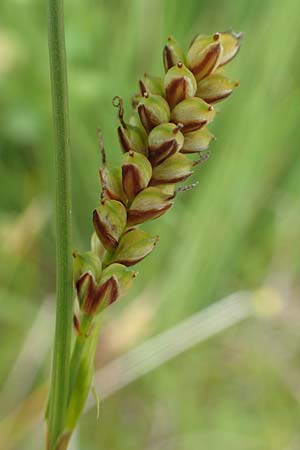 Carex panicea \ Hirse-Segge / Carnation Sedge, D Hunsrück, Börfink 18.7.2020