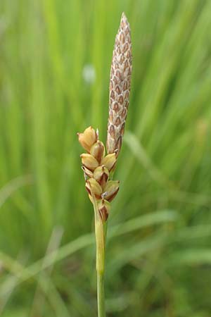 Carex panicea \ Hirse-Segge / Carnation Sedge, D Hunsrück, Börfink 18.7.2020