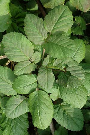 Chaerophyllum byzantinum \ Byzantiner K�lberkropf / Byzantine Chervil, D Duisburg 12.3.2022