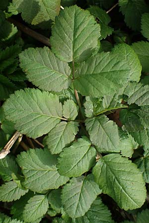 Chaerophyllum byzantinum \ Byzantiner K�lberkropf / Byzantine Chervil, D Duisburg 12.3.2022