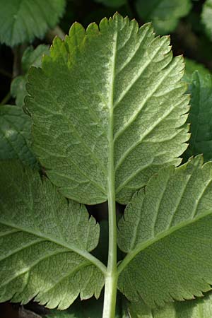 Chaerophyllum byzantinum \ Byzantiner K�lberkropf / Byzantine Chervil, D Duisburg 12.3.2022