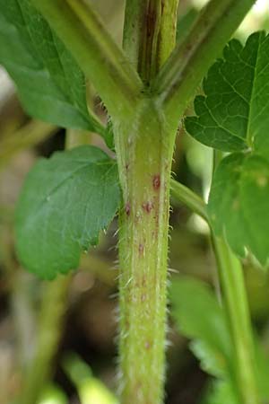 Chaerophyllum byzantinum \ Byzantiner K�lberkropf / Byzantine Chervil, D Duisburg 12.3.2022