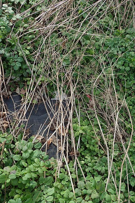 Chaerophyllum byzantinum \ Byzantiner K�lberkropf / Byzantine Chervil, D Duisburg 12.3.2022