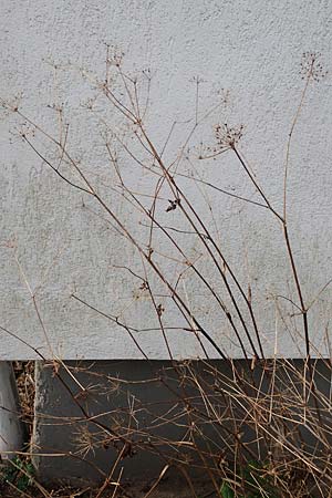 Chaerophyllum byzantinum \ Byzantiner K�lberkropf / Byzantine Chervil, D Duisburg 12.3.2022