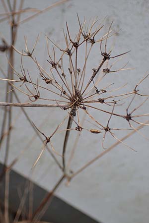 Chaerophyllum byzantinum \ Byzantiner K�lberkropf / Byzantine Chervil, D Duisburg 12.3.2022