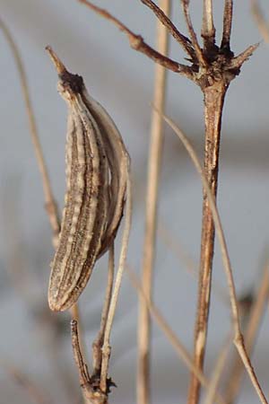 Chaerophyllum byzantinum \ Byzantiner K�lberkropf / Byzantine Chervil, D Duisburg 12.3.2022