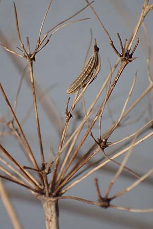 Chaerophyllum byzantinum \ Byzantiner K�lberkropf / Byzantine Chervil, D Duisburg 12.3.2022