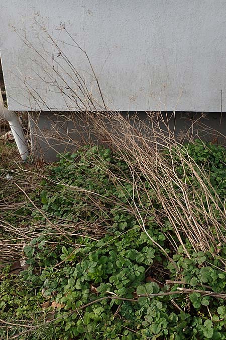 Chaerophyllum byzantinum \ Byzantiner K�lberkropf / Byzantine Chervil, D Duisburg 12.3.2022