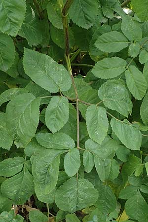 Chaerophyllum byzantinum \ Byzantiner K�lberkropf / Byzantine Chervil, D Duisburg 19.6.2022