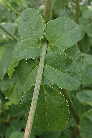 Chaerophyllum byzantinum \ Byzantiner K�lberkropf / Byzantine Chervil, D Duisburg 19.6.2022