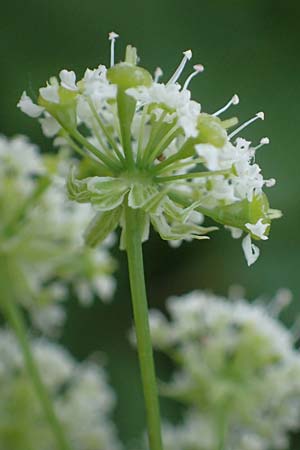 Chaerophyllum byzantinum \ Byzantiner K�lberkropf / Byzantine Chervil, D Duisburg 19.6.2022