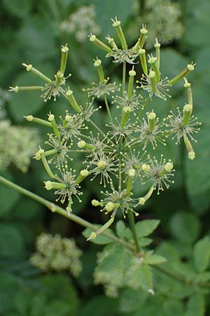 Chaerophyllum byzantinum \ Byzantiner K�lberkropf / Byzantine Chervil, D Duisburg 19.6.2022