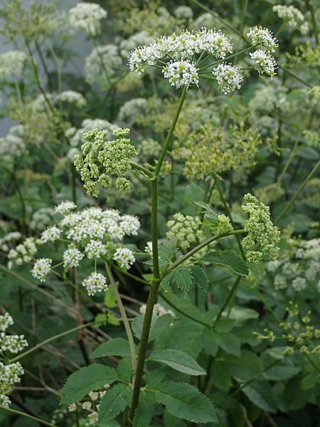 Chaerophyllum byzantinum \ Byzantiner K�lberkropf / Byzantine Chervil, D Duisburg 19.6.2022