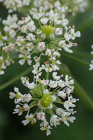 Chaerophyllum byzantinum \ Byzantiner K�lberkropf / Byzantine Chervil, D Duisburg 19.6.2022