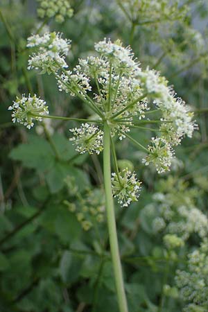 Chaerophyllum byzantinum \ Byzantiner K�lberkropf / Byzantine Chervil, D Duisburg 19.6.2022