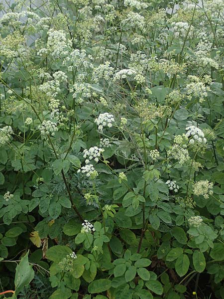 Chaerophyllum byzantinum \ Byzantiner K�lberkropf / Byzantine Chervil, D Duisburg 19.6.2022