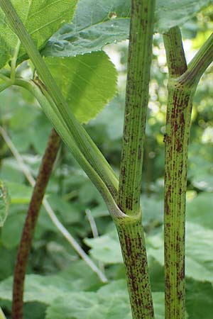 Chaerophyllum byzantinum \ Byzantiner K�lberkropf / Byzantine Chervil, D Duisburg 19.6.2022