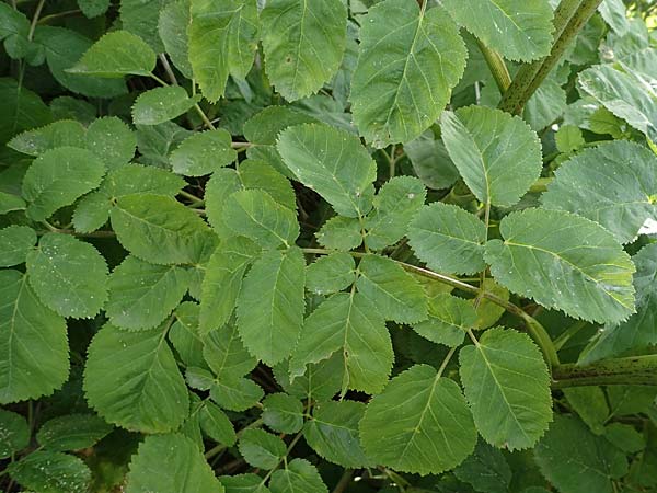 Chaerophyllum byzantinum \ Byzantiner K�lberkropf / Byzantine Chervil, D Duisburg 19.6.2022