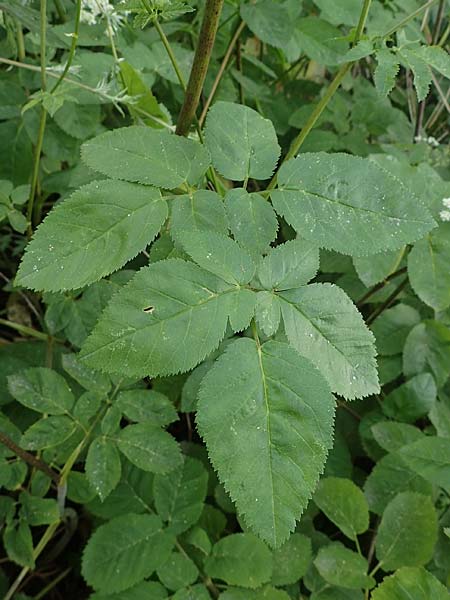 Chaerophyllum byzantinum \ Byzantiner K�lberkropf / Byzantine Chervil, D Duisburg 19.6.2022