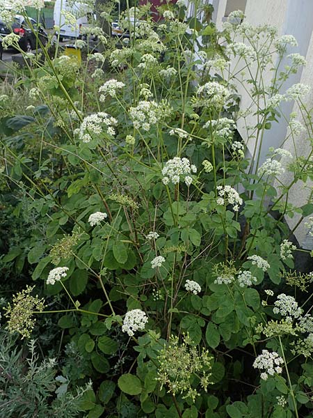 Chaerophyllum byzantinum \ Byzantiner K�lberkropf / Byzantine Chervil, D Duisburg 19.6.2022